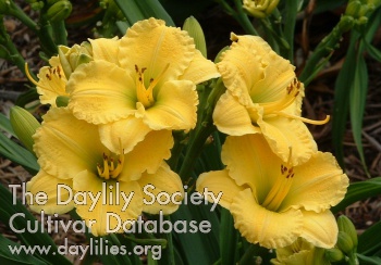 Daylily Just for Breakfast